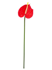 Anthurium artificiel sur tige