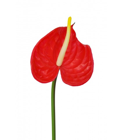 Anthurium artificiel sur tige