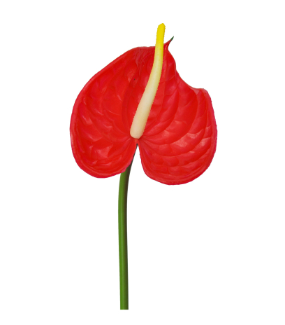 Anthurium artificiel sur tige