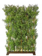Haie artificielle d'eucalyptus