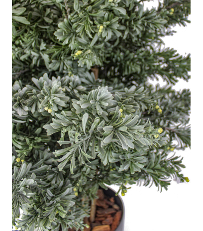 Crossosthephium artificiel
