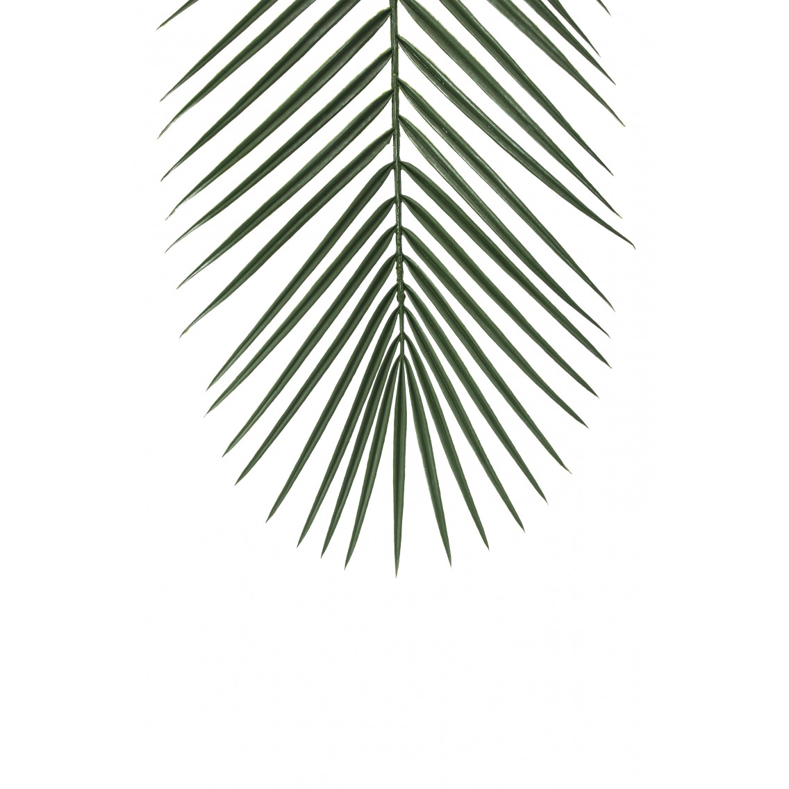 Une plante avec une longue feuille dessus | Vecteur Premium généré à