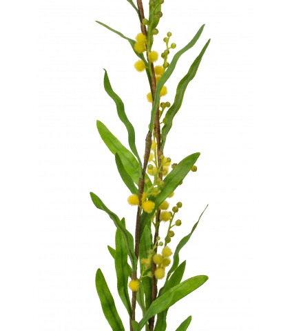 Mimosa artificiel palme d’or