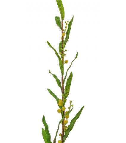 Mimosa artificiel palme d’or