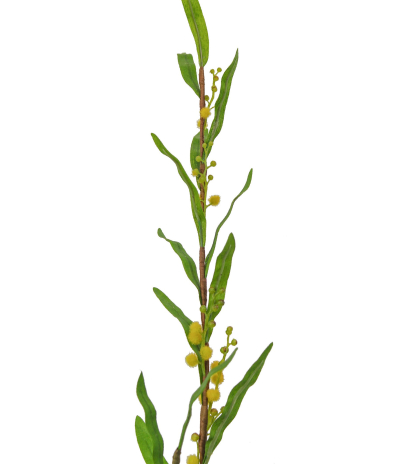 Mimosa artificiel palme d’or