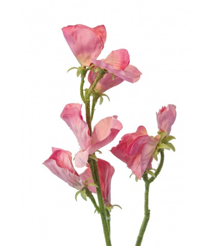 Pois de senteur artificiel rose