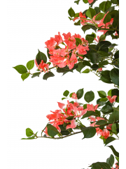 Bougainvillier artificiel saumon