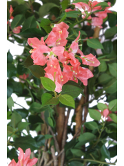 Bougainvillier artificiel saumon