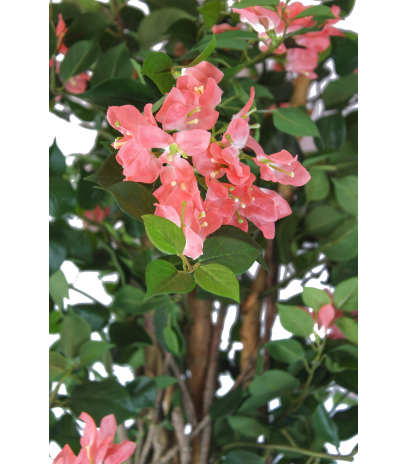 Bougainvillier artificiel saumon
