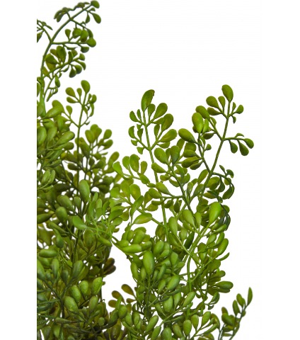 Petit buis sauvage artificiel