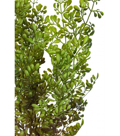 Petit buis sauvage artificiel