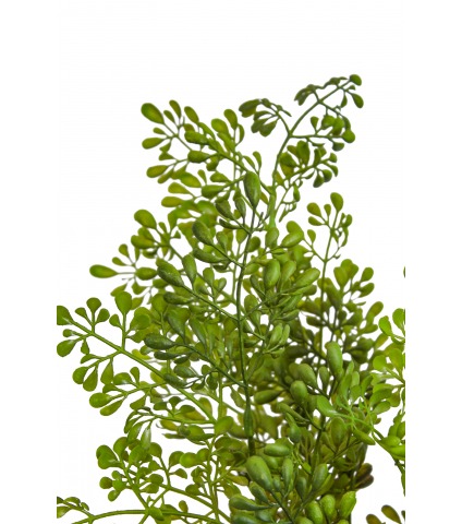 Petit buis sauvage artificiel