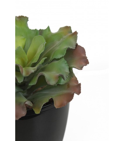 Echeveria blue curls artificiel