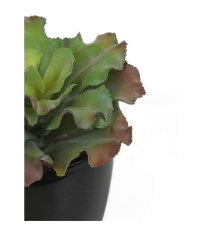 Echeveria blue curls artificiel