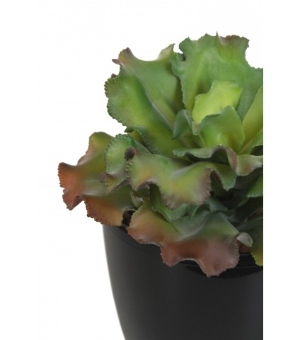 Echeveria blue curls artificiel