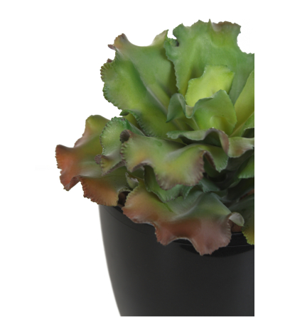 Echeveria blue curls artificiel