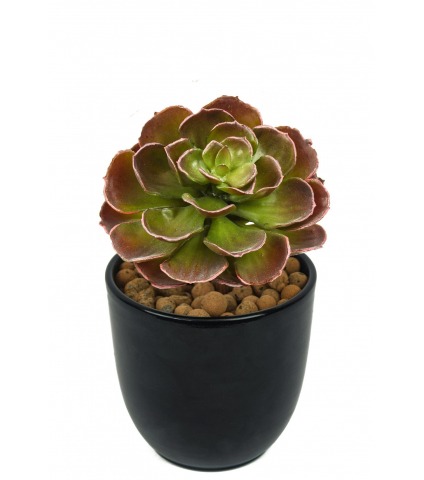 Petit crassula artificiel