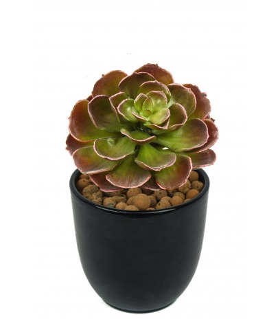 Petit crassula artificiel