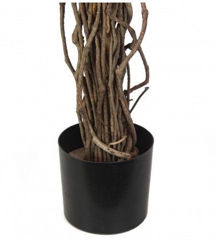 Pot