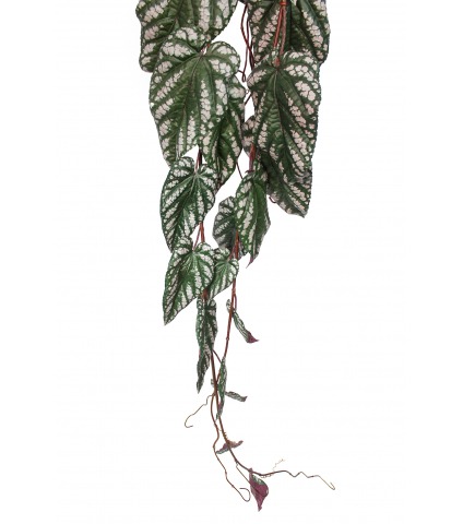 Chute de bégonia maculata