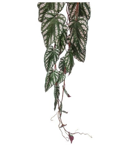 Chute de bégonia maculata