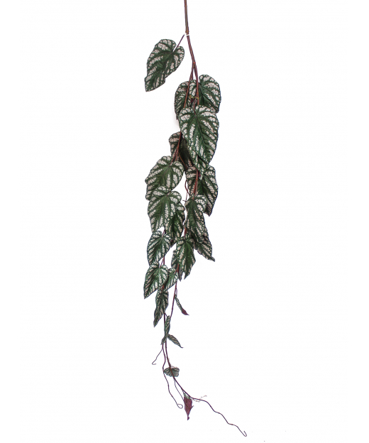Chute de bégonia maculata