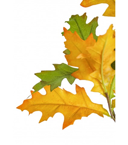 Branche de chêne d'Amérique