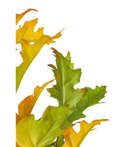 Branche de chêne d'Amérique