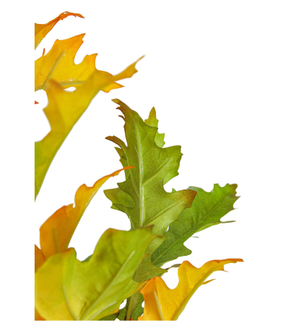 Branche de chêne d'Amérique
