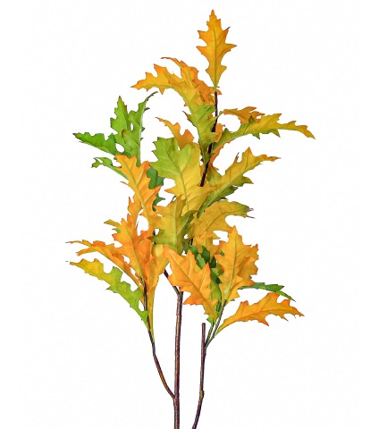 Branche de chêne d'Amérique