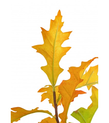 Branche de chêne d'Amérique