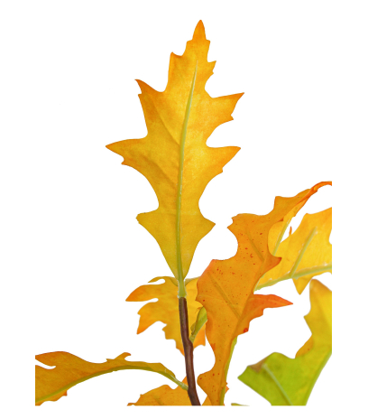 Branche de chêne d'Amérique