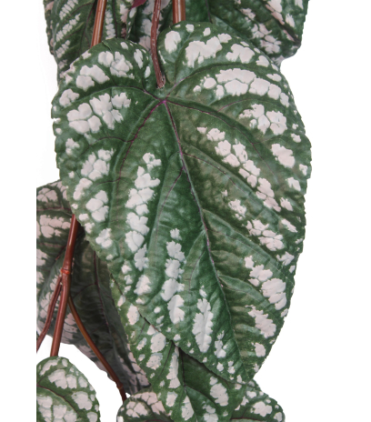 Chute de bégonia maculata