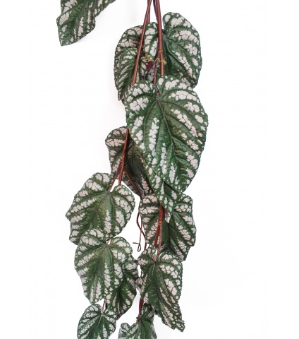 Chute de bégonia maculata