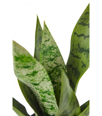 Sansevière zeylanica artificielle