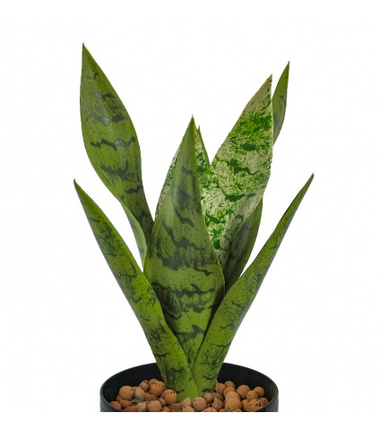 Sansevière zeylanica artificielle