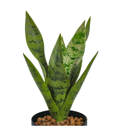 Sansevière zeylanica artificielle