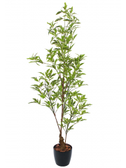 Schefflera elegantissima artificiel