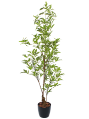 Schefflera elegantissima artificiel