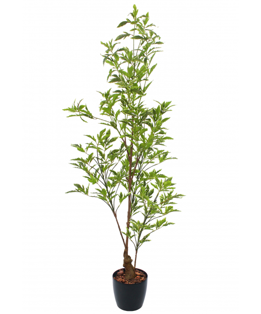 Schefflera elegantissima artificiel