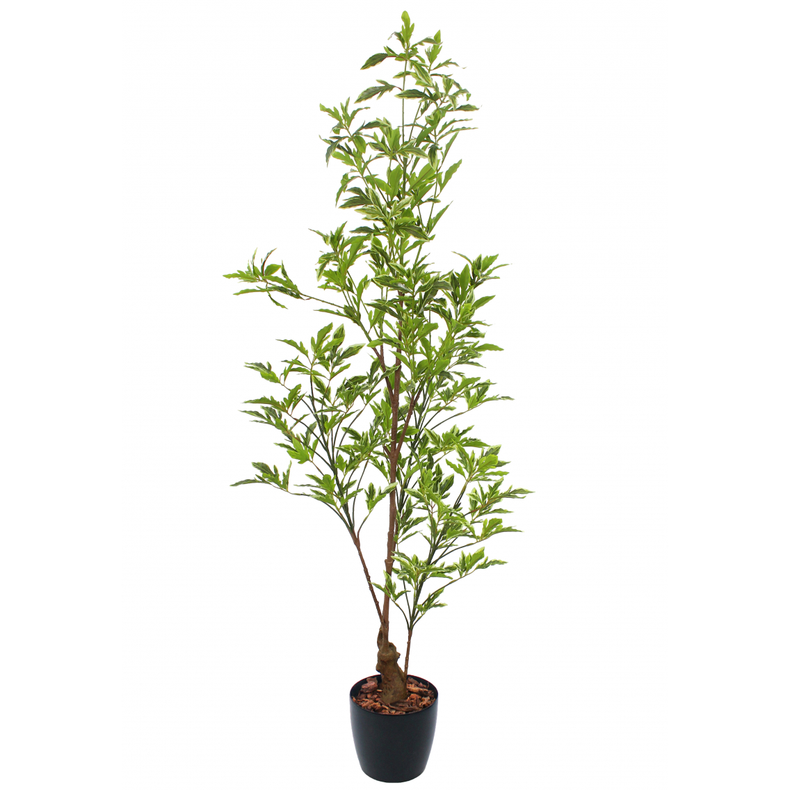 Schefflera elegantissima artificiel