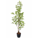 Schefflera elegantissima artificiel