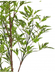 Schefflera elegantissima artificiel