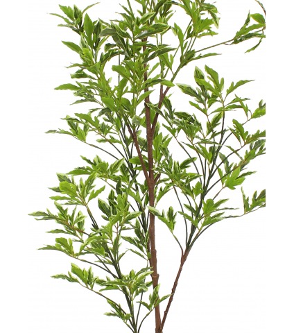 Schefflera elegantissima artificiel