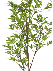 Schefflera elegantissima artificiel