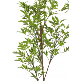 Schefflera elegantissima artificiel