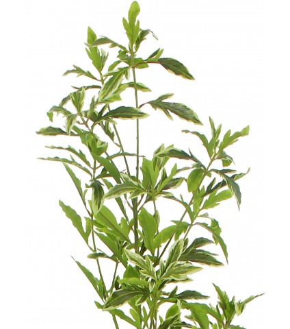 Schefflera elegantissima artificiel