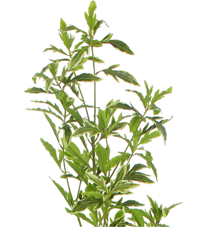 Schefflera elegantissima artificiel