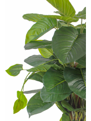 Pothos grimpant artificiel