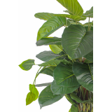 Pothos grimpant artificiel